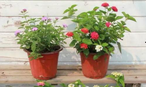 诸暨爆料媒体曝光视频最新,最新曝光视频揭露惊人真相  第3张